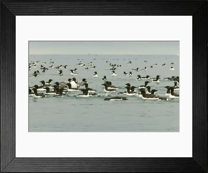 Framed Print : Brunnich's Guillemot - Mass swimming at sea - Spitsbergan Framed Print : Brunnich's Guillemot - Mass swimming at sea - Spitsbergan