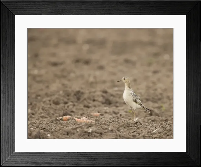 Framed Print : Buff-breasted Sandpiper -On farmland carrot field - Aug - Norfolk UK Framed Print : Buff-breasted Sandpiper -On farmland carrot field - Aug - Norfolk UK