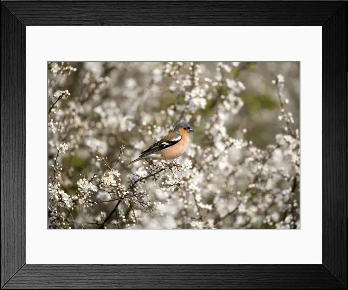 Framed Print : Chaffinch - Perched in blackthorn blossom spring - Norfolk UK Framed Print : Chaffinch - Perched in blackthorn blossom spring - Norfolk UK