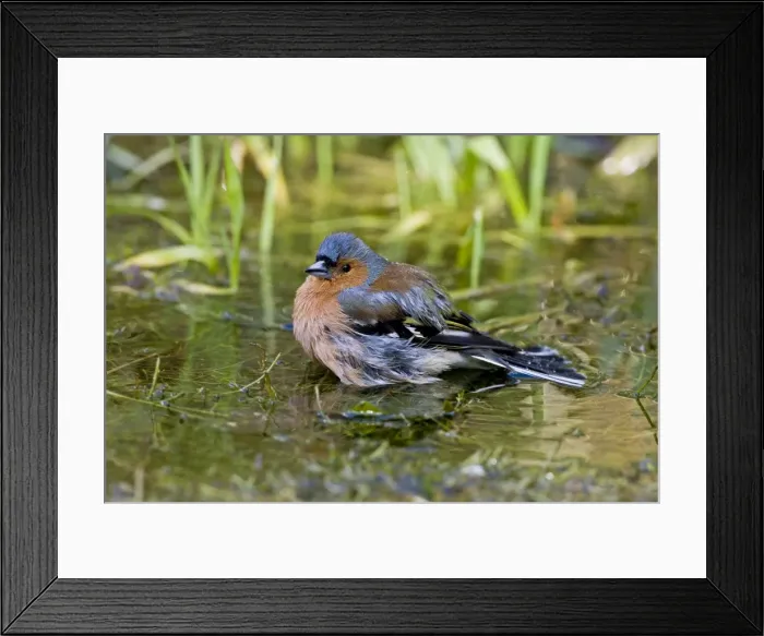 Framed Print : Chaffinch - Bathing in pool - Norfolk UK Framed Print : Chaffinch - Bathing in pool - Norfolk UK