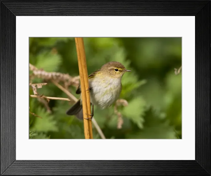 Framed Print : Chiffchaff - Perched on bracken stems - Norfolk UK Framed Print : Chiffchaff - Perched on bracken stems - Norfolk UK