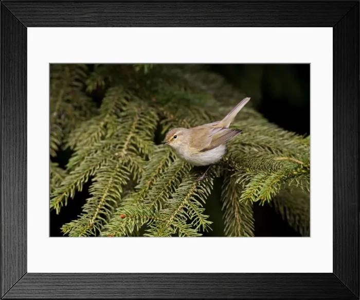 Framed Print : Chiffchaff - Perched on tree -Norfolk UK Framed Print : Chiffchaff - Perched on tree -Norfolk UK