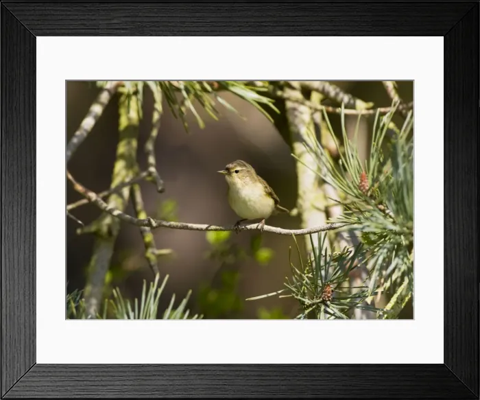 Framed Print : Chiffchaff - Perched on song in Pine tree -Norfolk UK Framed Print : Chiffchaff - Perched on song in Pine tree -Norfolk UK