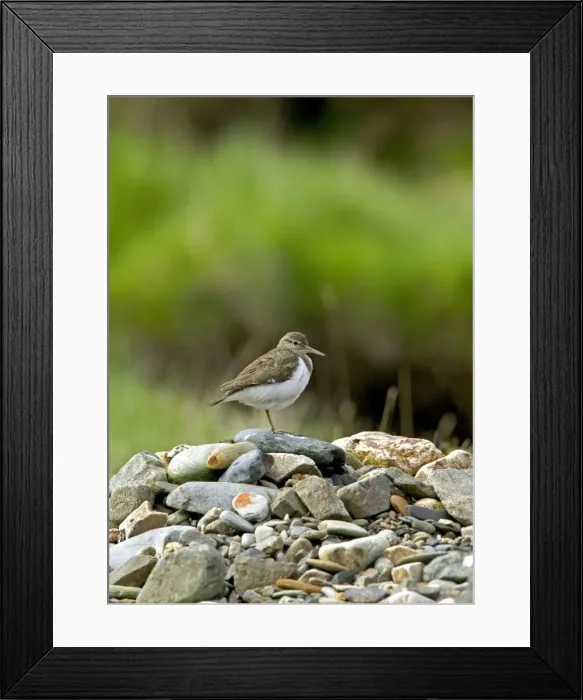 Framed Print : Common Sandpiper - Standing on rocks in river bed - April Scotland Framed Print : Common Sandpiper - Standing on rocks in river bed - April Scotland
