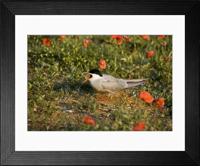 Framed Print : Commom Tern - Calling amoung poppies on nesting ground - July - Norfolk UK Framed Print : Commom Tern - Calling amoung poppies on nesting ground - July - Norfolk UK