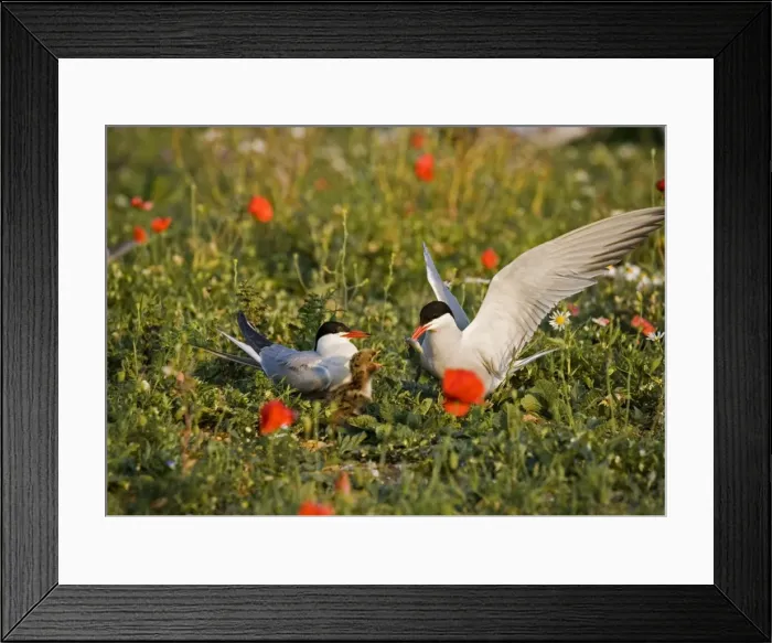 Framed Print : Commom Tern - Adults feeding chick with small fish in poppies - Norfolk UK Framed Print : Commom Tern - Adults feeding chick with small fish in poppies - Norfolk UK