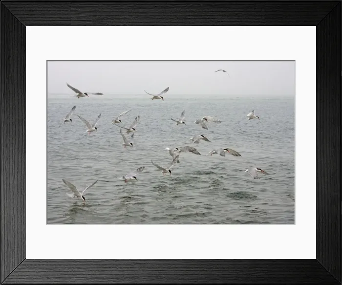 Framed Print : Commom Tern - Diving for whitebait - Norfolk UK Framed Print : Commom Tern - Diving for whitebait - Norfolk UK