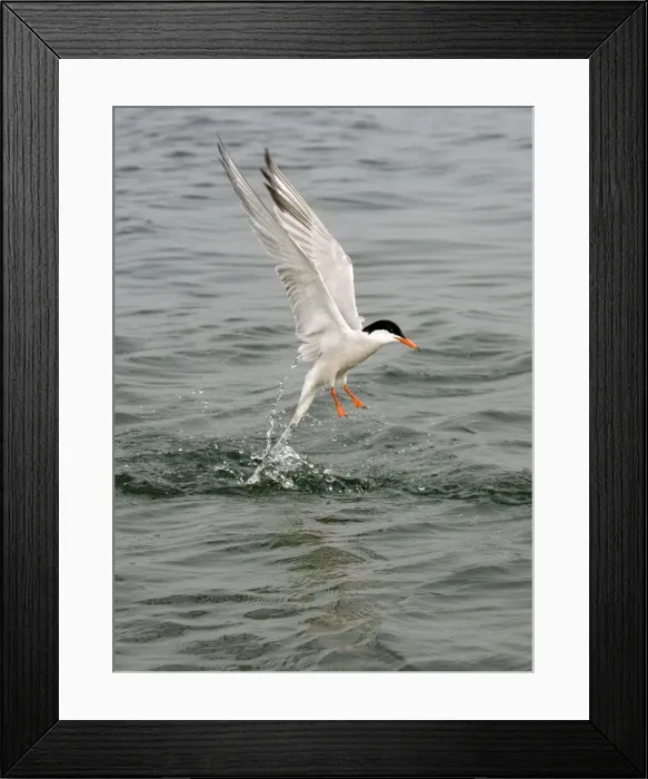 Framed Print : Commom Tern - Leaving water after diving - Norfolk UK Framed Print : Commom Tern - Leaving water after diving - Norfolk UK
