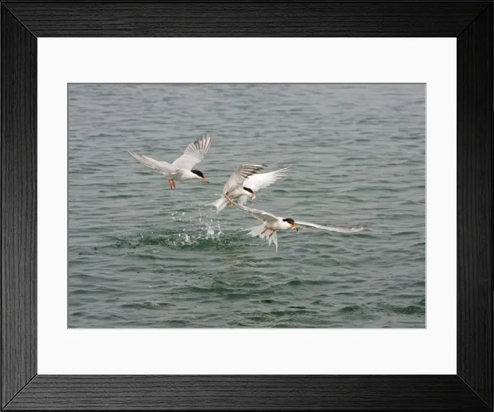 Framed Print : Commom Tern - Diving for whitebait - Norfolk UK Framed Print : Commom Tern - Diving for whitebait - Norfolk UK