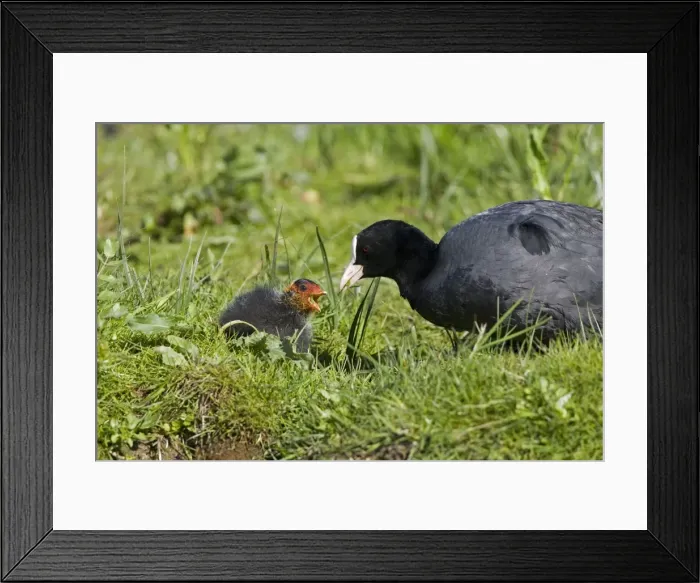 Framed Print : Coot - Feeding chick - Norfolk UK Framed Print : Coot - Feeding chick - Norfolk UK
