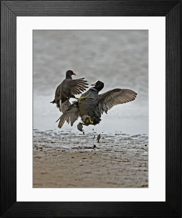 Framed Print : Coot - Coot and Moorhen {gallinula chloropus } - fighting. Norfolk UK Framed Print : Coot - Coot and Moorhen {gallinula chloropus } - fighting. Norfolk UK