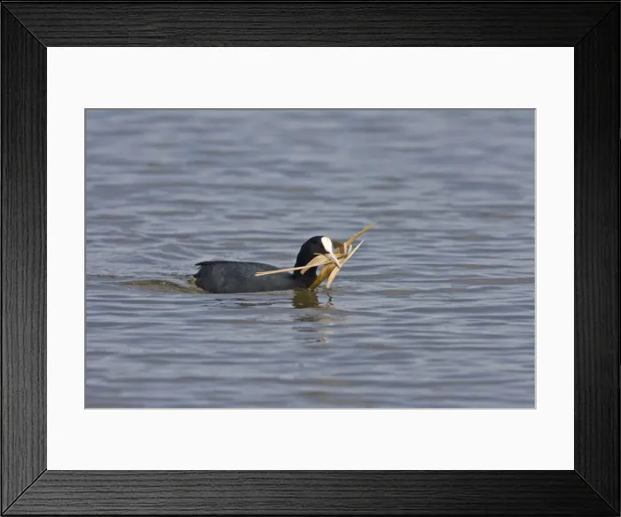 Framed Print : Coot - Carrying nest material - Norfolk UK Framed Print : Coot - Carrying nest material - Norfolk UK