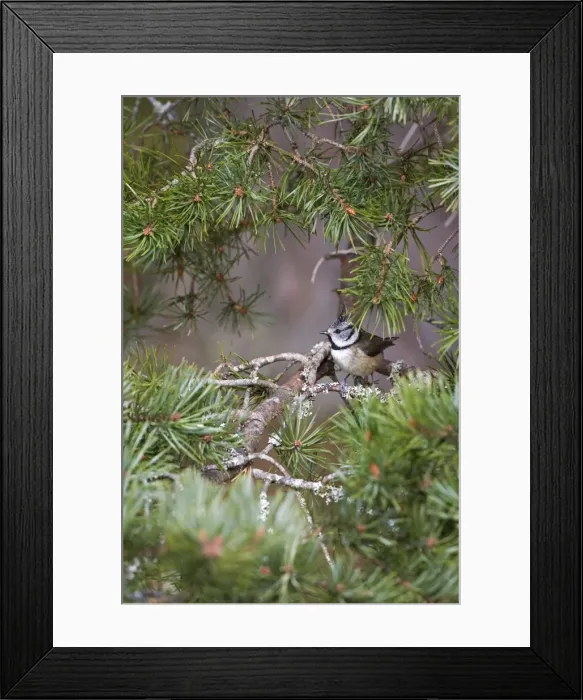 Framed Print : Crested Tit -Feeding in Scots Pine - Scotland UK Framed Print : Crested Tit -Feeding in Scots Pine - Scotland UK