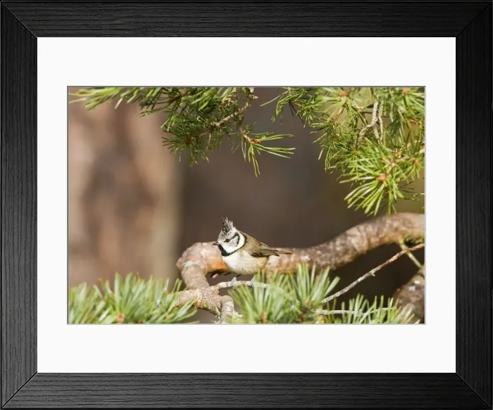 Framed Print : Crested Tit -Feeding in Scots Pine - Scotland UK Framed Print : Crested Tit -Feeding in Scots Pine - Scotland UK