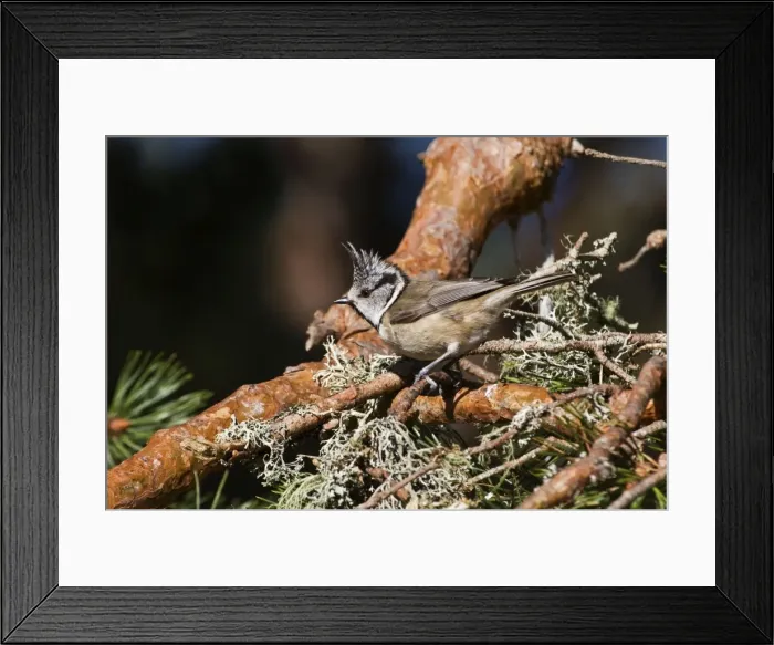 Framed Print : Crested Tit - In Scots Pine - Scotland UK Framed Print : Crested Tit - In Scots Pine - Scotland UK