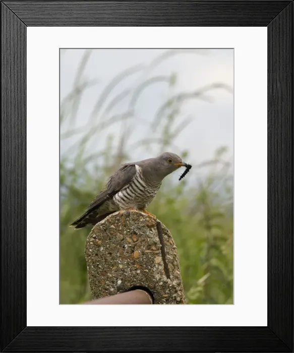 Framed Print : Cuckoo - On post with caterpillar - Norfolk UK Framed Print : Cuckoo - On post with caterpillar - Norfolk UK