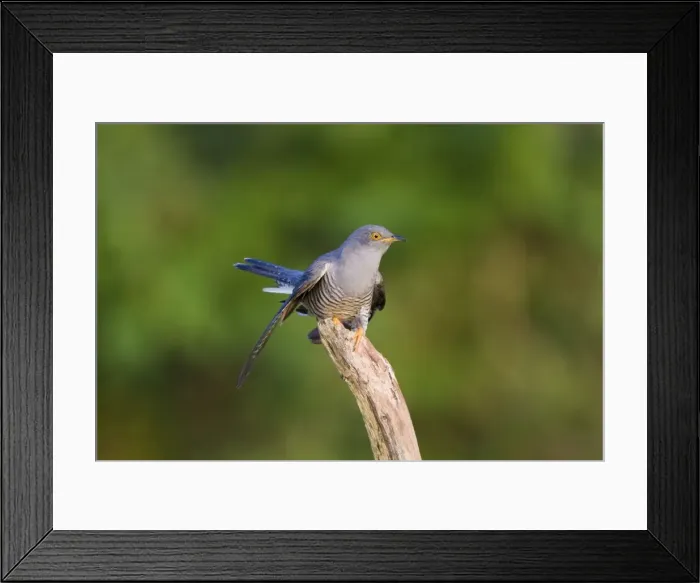 Framed Print : Cuckoo - On flight perch - Norfolk UK Framed Print : Cuckoo - On flight perch - Norfolk UK