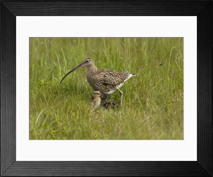Framed Print : Curlew - At nest with chicks on grassland - NorfolkUK Framed Print : Curlew - At nest with chicks on grassland - NorfolkUK