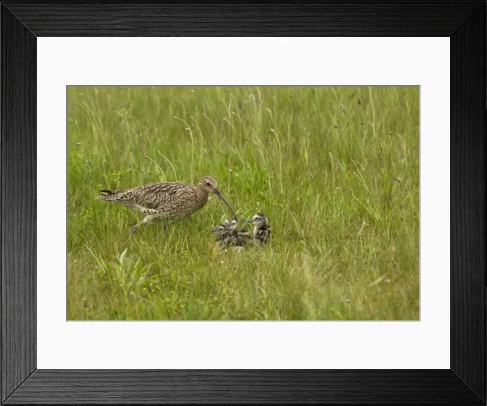 Framed Print : Curlew - At nest with chicks on grassland - NorfolkUK Framed Print : Curlew - At nest with chicks on grassland - NorfolkUK