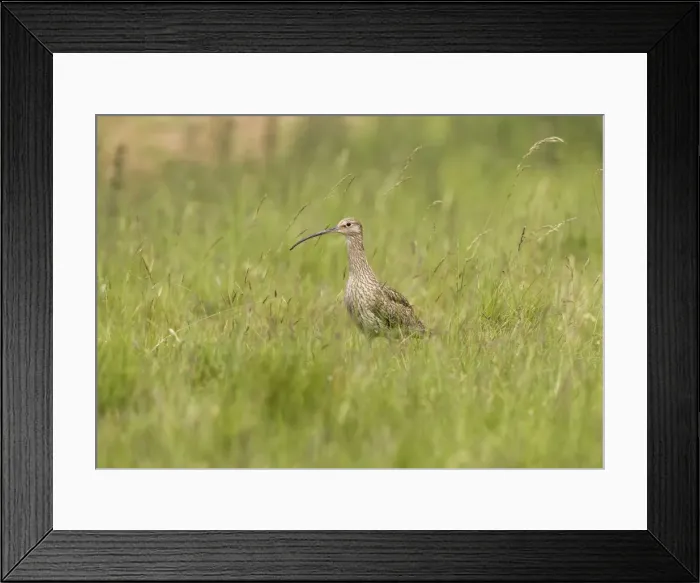 Framed Print : Curlew - On the alert in grassland - Norfolk UK Framed Print : Curlew - On the alert in grassland - Norfolk UK