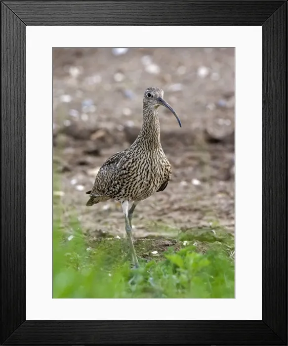 Framed Print : Curlew - Close up walking - Norfolk UK