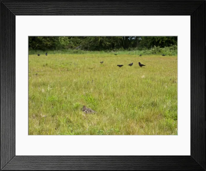 Framed Print : Curlew - Crouching low to hide from rooks -Norfolk UK Framed Print : Curlew - Crouching low to hide from rooks -Norfolk UK