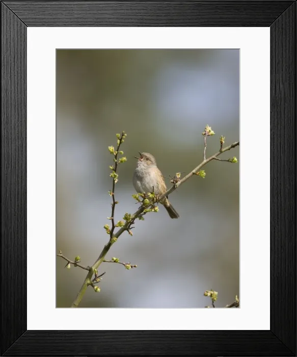Framed Print : Dunnock - Singing from song perch - Norfolk UK Framed Print : Dunnock - Singing from song perch - Norfolk UK