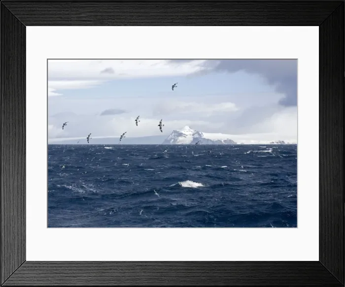 Framed Print : Cape Petrel / Cape Pigeon - In flight over Antarctic sea with South Shetland in the background - October - Antarctic Framed Print : Cape Petrel / Cape Pigeon - In flight over Antarctic sea with South Shetland in the background - October - Antarctic