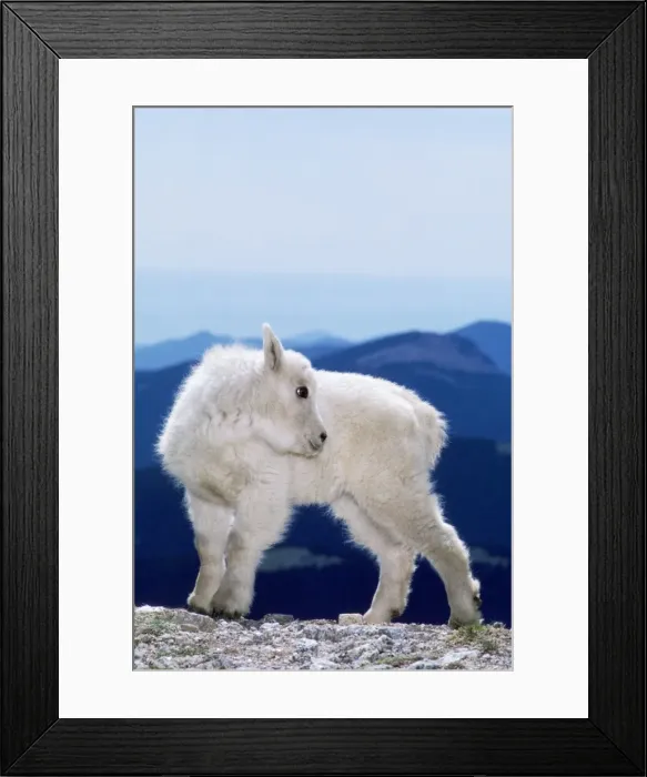 Framed Print : Rocky Mountain Goat - kid Framed Print : Rocky Mountain Goat - kid