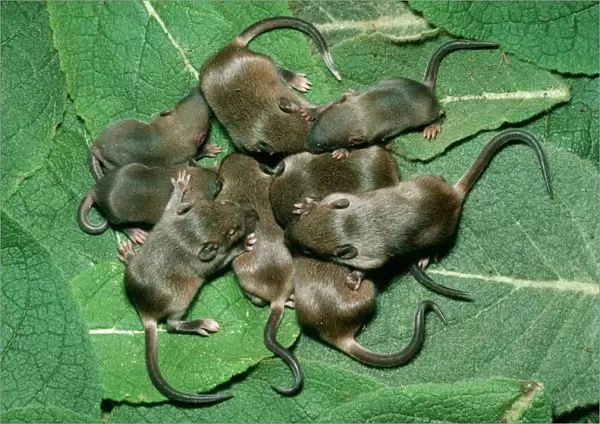House Mouse Litter of House Mice, in central Colorado, USA