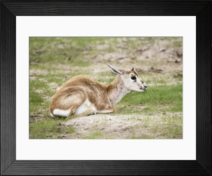 Framed Print : Arabian Sand Gazelle  /  Goitered gazelle  /  Sand gazelle  /  Saudi Goitered Gazelle  /  Rheem Gazelle and Persian Gazelle - Infant