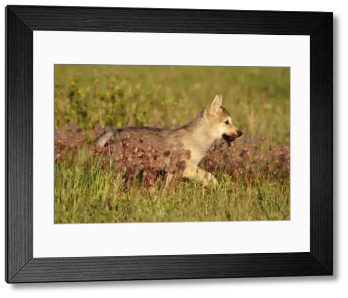 Framed Print : Grey Wolf - pup in Mountain meadow with Prairie Smoke Wildflowers Idaho, USA Framed Print : Grey Wolf - pup in Mountain meadow with Prairie Smoke Wildflowers Idaho, USA