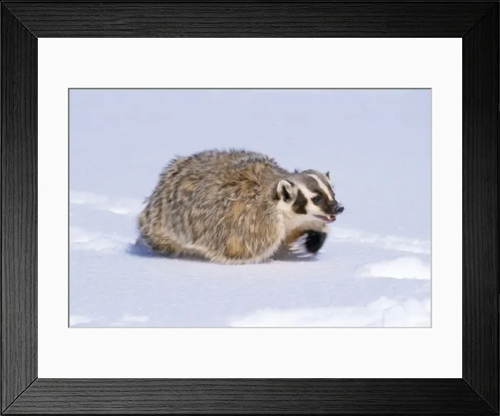 Framed Print : American Badger - running in snow Framed Print : American Badger - running in snow