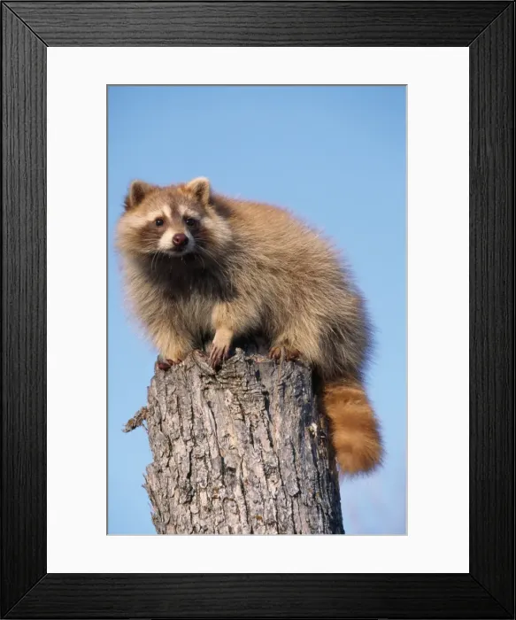Framed Print : Racoon - on Pine Tree stump Framed Print : Racoon - on Pine Tree stump