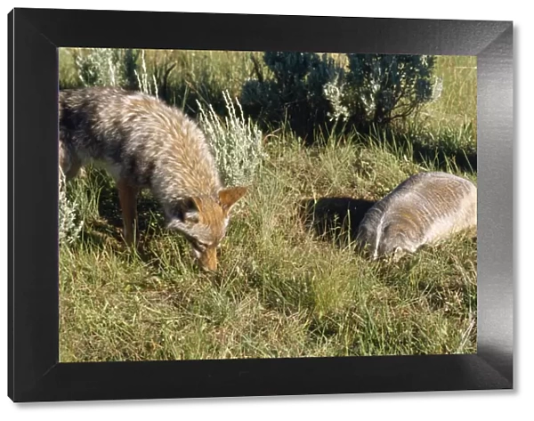 Coyote - & American Badger (Taxidea taxus) co-hunting prey in burrow holes