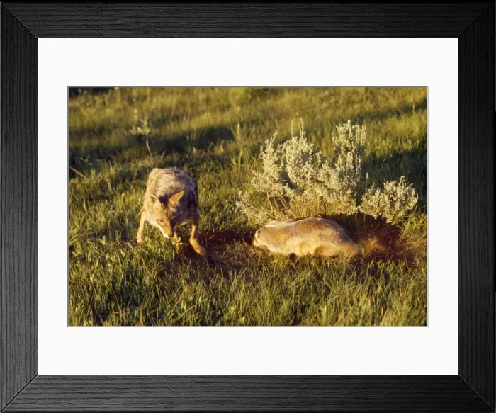 Framed Print : Coyote - & American Badger (Taxidea taxus) co-hunting prey in burrow holes Framed Print : Coyote - & American Badger (Taxidea taxus) co-hunting prey in burrow holes