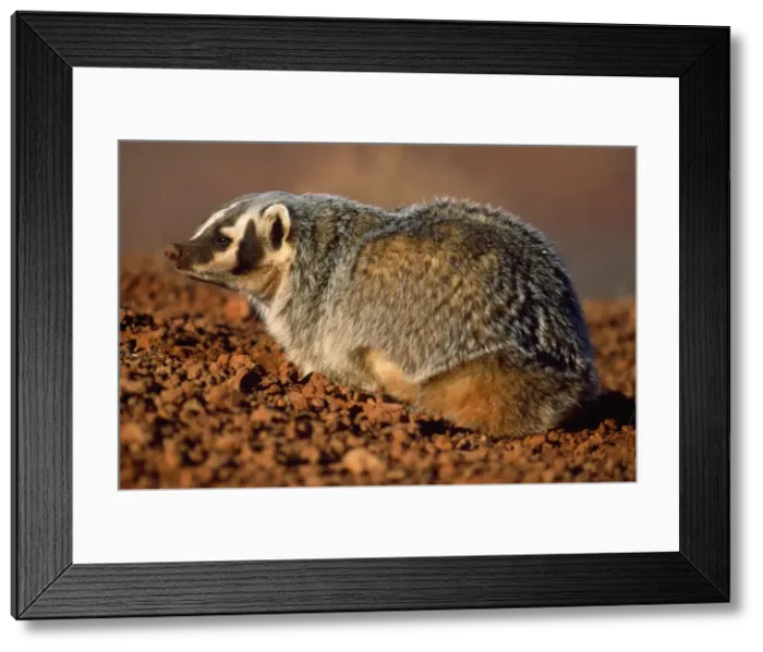Framed Print : American Badger Arizona USA Framed Print : American Badger Arizona USA