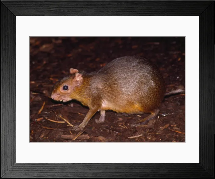 Framed Print : Acouchi. CLA-420. Green Acouchi. South America Framed Print : Acouchi. CLA-420. Green Acouchi. South America