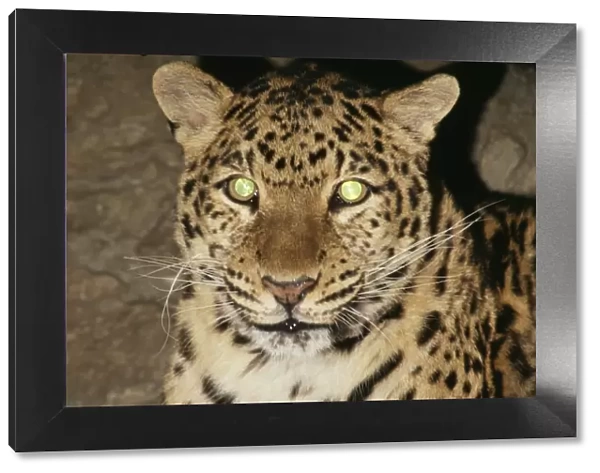 Amur Leopard Reflective eye shine, Endangered