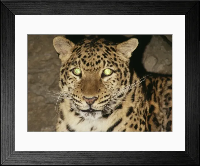 Framed Print : Amur Leopard Reflective eye shine, Endangered Framed Print : Amur Leopard Reflective eye shine, Endangered