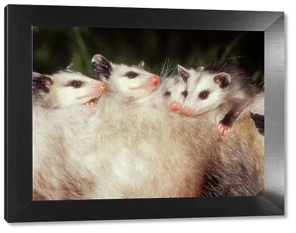 Opossum Young on mother's back Northeastern USA