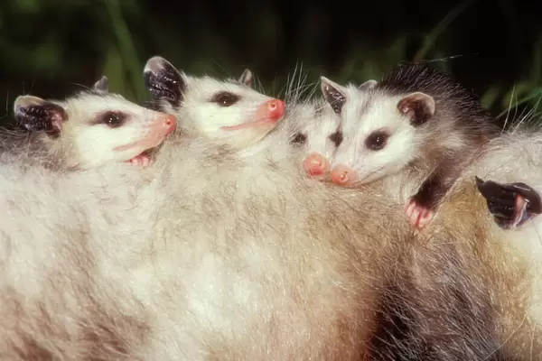 Opossum Young on mother's back Northeastern USA