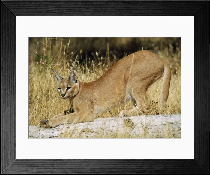 Framed Print : Caracal - stretching Framed Print : Caracal - stretching