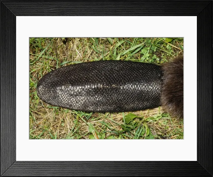 Framed Print : Beaver - close-up of tail North East USA Framed Print : Beaver - close-up of tail North East USA
