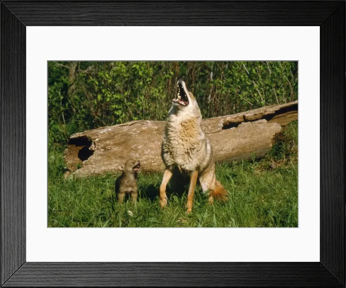 Framed Print : Coyote - mother & pup howling together Framed Print : Coyote - mother & pup howling together