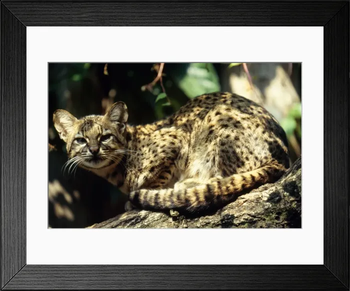 Framed Print : Geoffroy's Cat / Ocelot - salinarum subspecies Bolivia to Patagonia, South America Framed Print : Geoffroy's Cat / Ocelot - salinarum subspecies Bolivia to Patagonia, South America