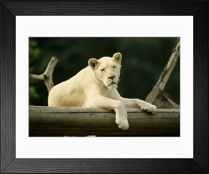 Framed Print : White Lion Female albinism Framed Print : White Lion Female albinism