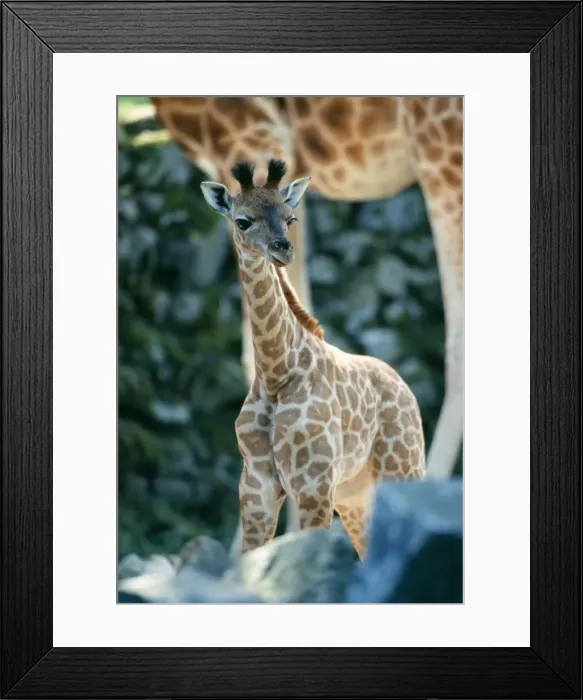 Framed Print : Giraffe Baby Framed Print : Giraffe Baby