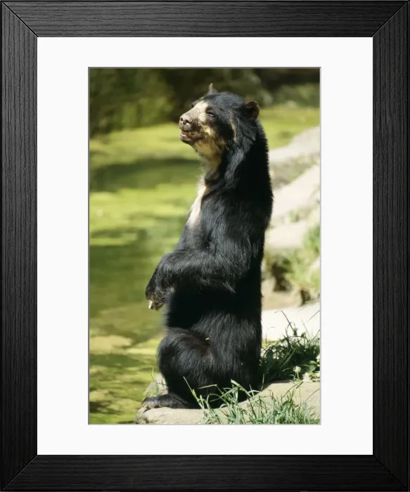 Framed Print : Malayan Sun Bear Malaysia / Asia Framed Print : Malayan Sun Bear Malaysia / Asia