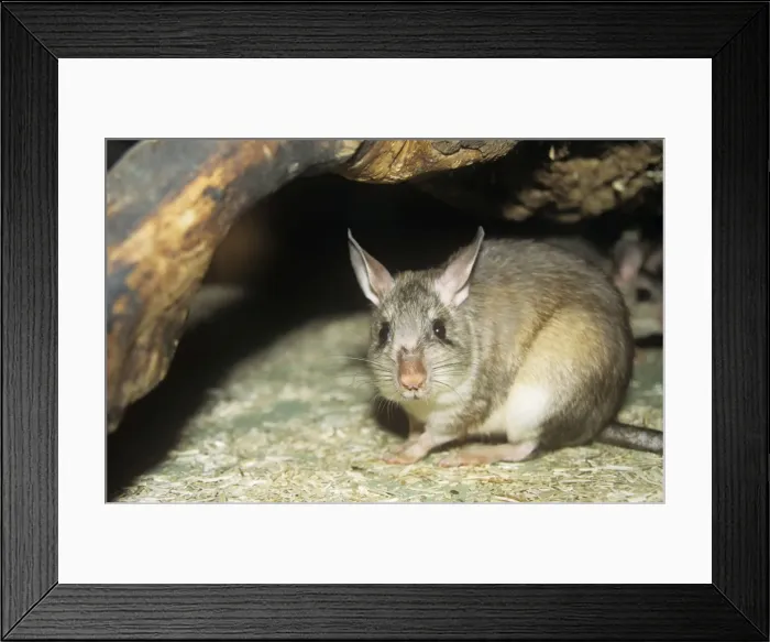 Framed Print : Malagasy Giant Jumping Rat Madagascar Framed Print : Malagasy Giant Jumping Rat Madagascar